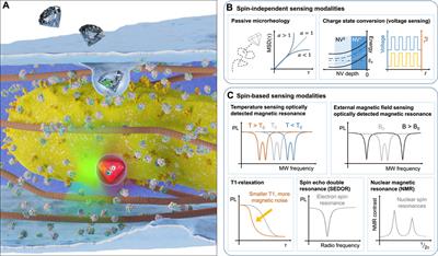 Multimodal quantum metrology in living systems using nitrogen-vacancy centres in diamond nanocrystals